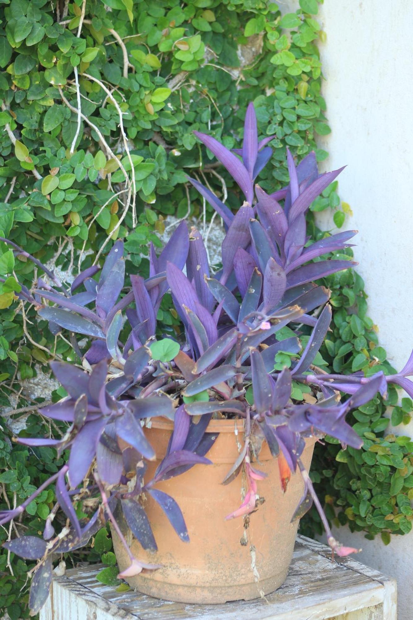 לה ריוחה Oasis I Las Moras Con Cochera Y Jardin מראה חיצוני תמונה